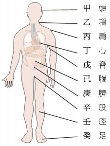 十天干对应人体图